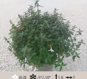 ABELIA-COMPACTA