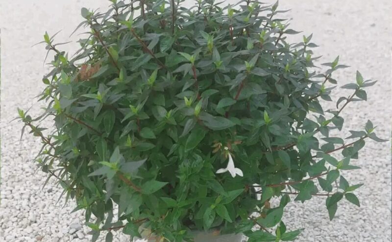 ABELIA COMPACTA