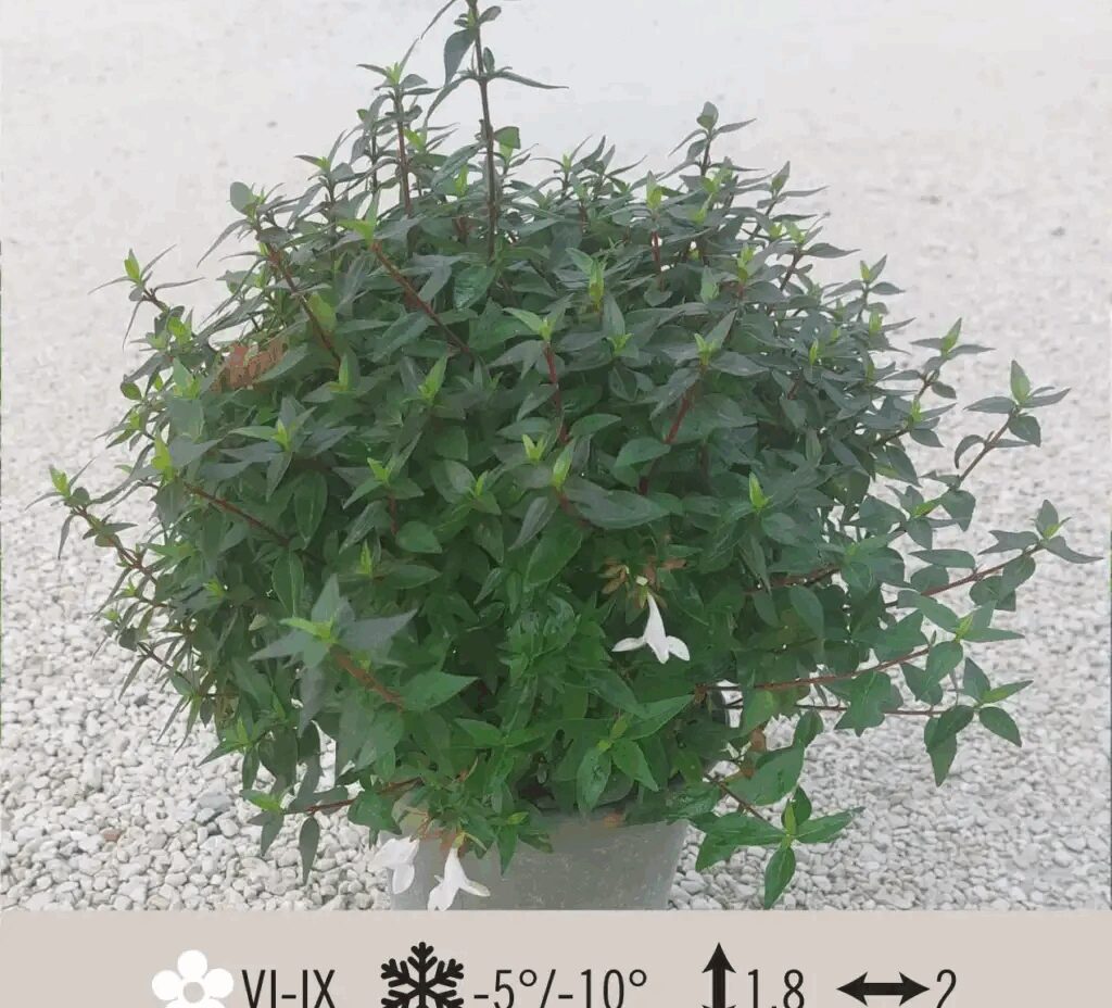 ABELIA COMPACTA