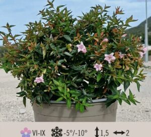 ABELIA-ED-GOUCHER