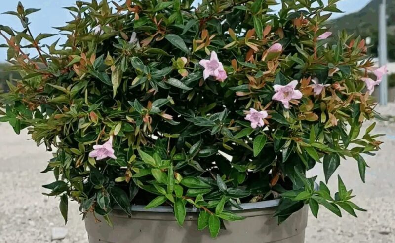 Abelia Edward Goucher