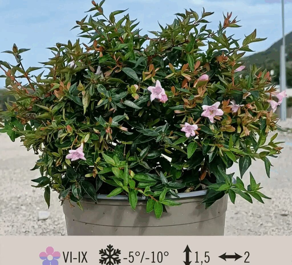 Abelia Edward Goucher
