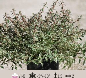 ABELIA-VARIEGATA