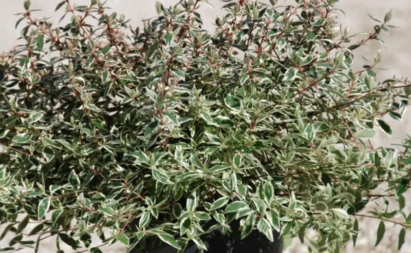 ABELIA VARIEGATA