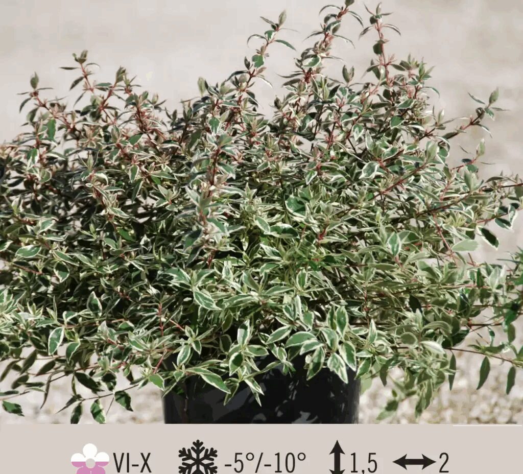 ABELIA VARIEGATA