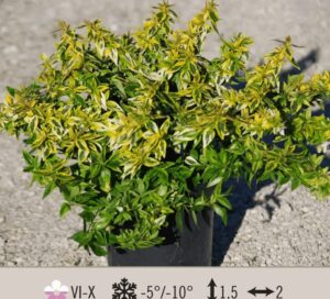 abelia-variegata-kaleidoscope