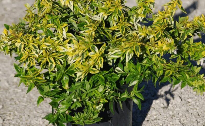 Abelia Variegata ‘Kaleidoscope