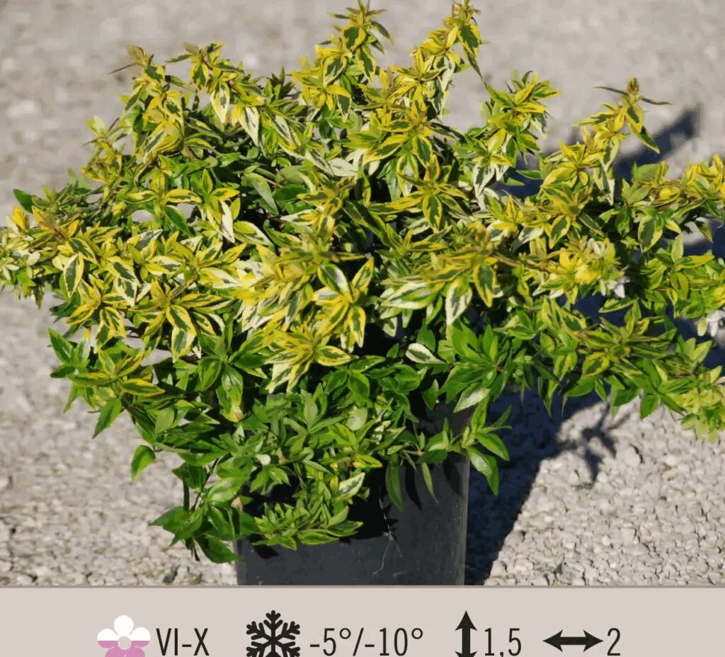 Abelia Variegata ‘Kaleidoscope