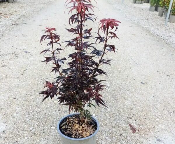 Acer-skeeter-broom