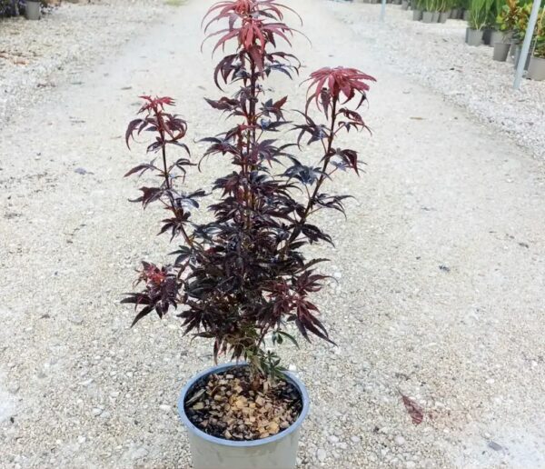 Acer-skeeter-broom