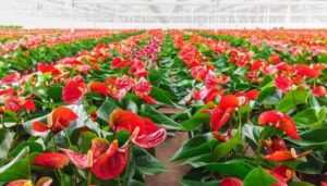 ANTHURIUM