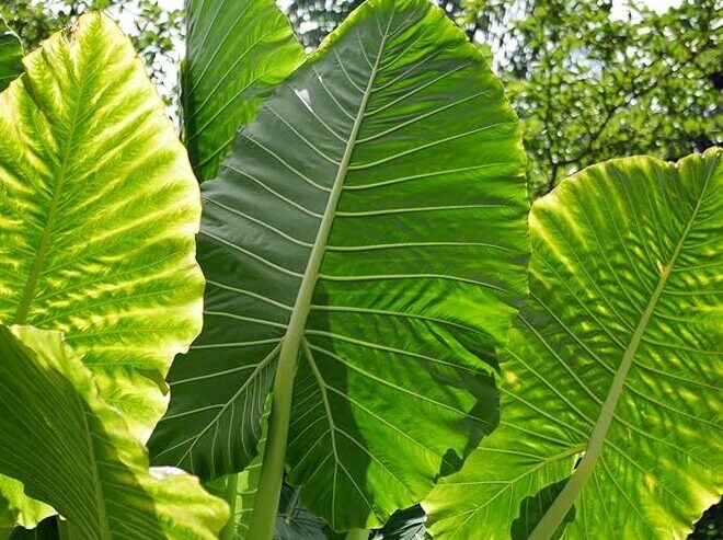 ALOCASIA MACRORRHIZA