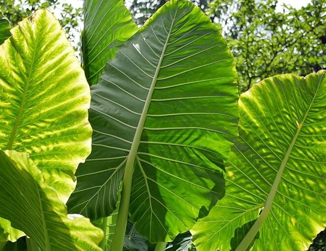 ALOCASIA MACRORRHIZA