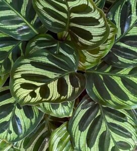 CALATHEA-MAKOYANA