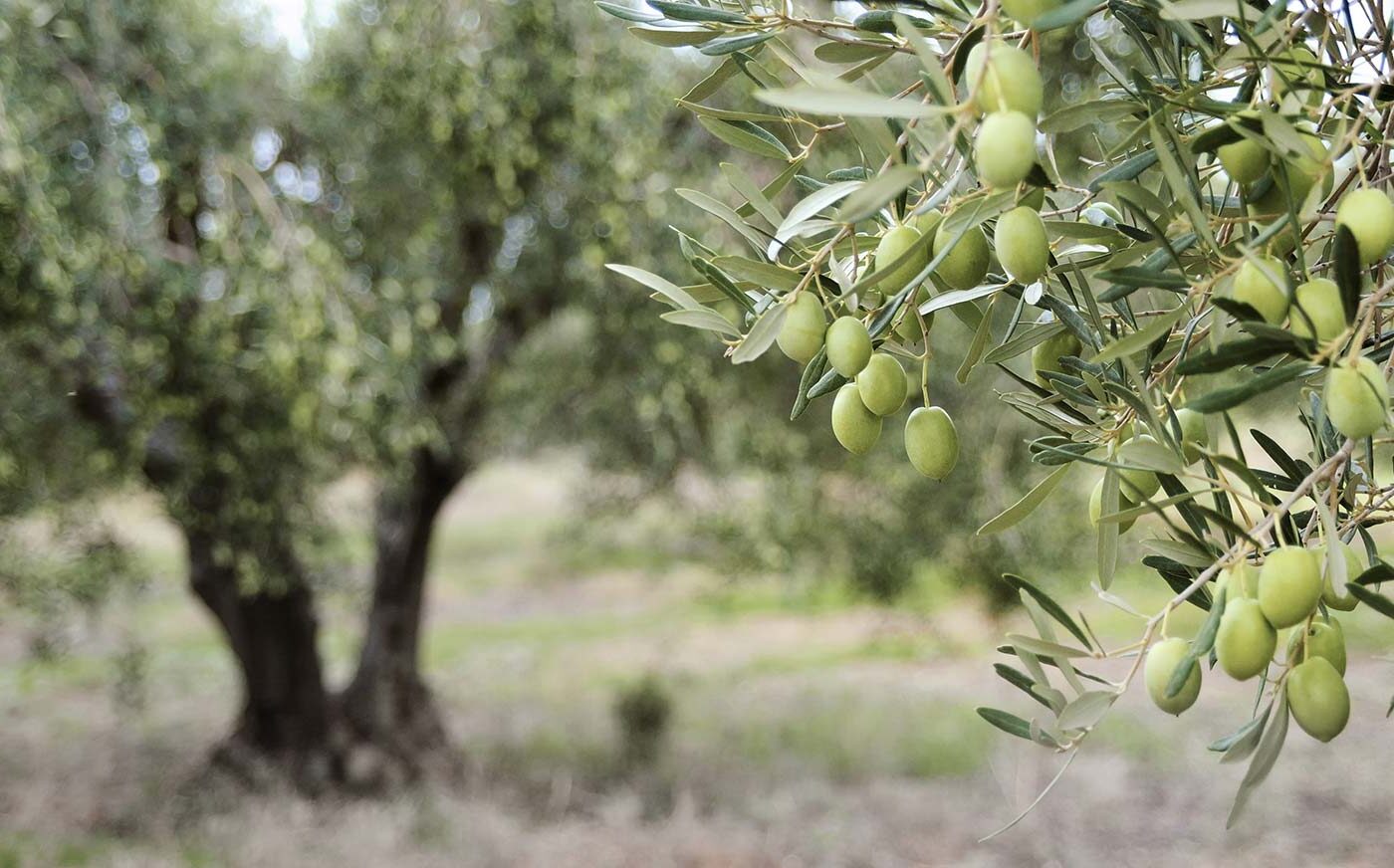 Olivo Olea europaea