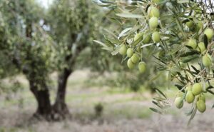 OLIVO SECOLARE
