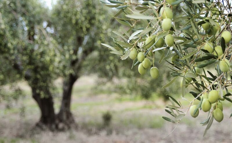 Olivo Olea europaea