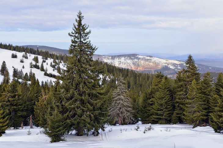 ABETE ROSSO (albero di Natale)