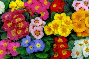 PRIMULA