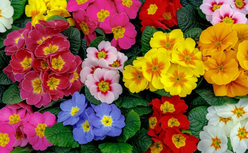 PRIMULA