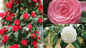 CAMELIA