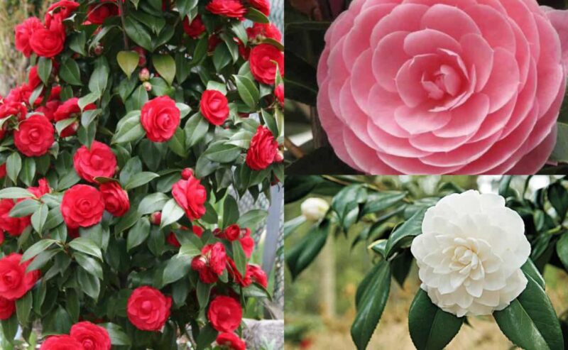 CAMELIA