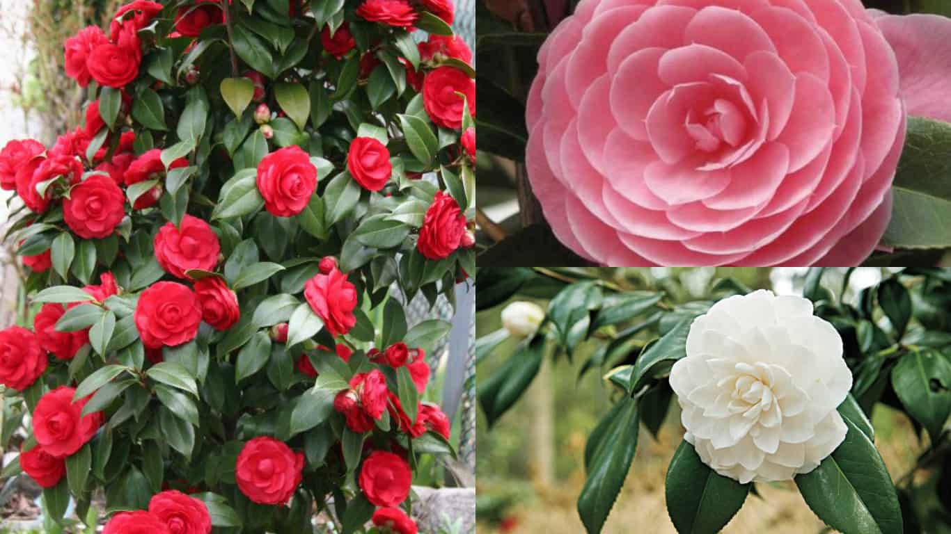 CAMELIA